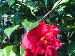 -深圳国际园林花卉博览园