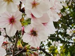 -新虹桥中心花园