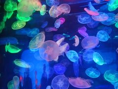 -合肥海洋世界
