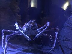 -西海国立公园九十九岛水族馆