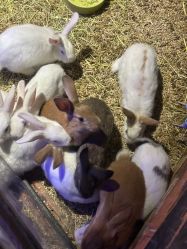 -酷嗒动物文化乐园(cutezoo西溪乐天城店)