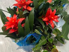 -双季花艺园艺市场(浦东店)