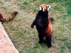 -泉州海丝野生动物世界