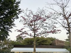 -白鹭洲公园