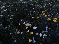 -深圳龙潭公园
