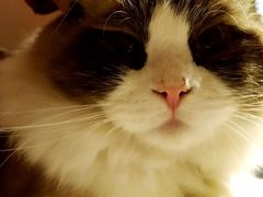 -猫咖时代(中山亭店)