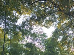 -杭州半山国家森林公园