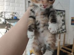 -平行世界·猫咖(首经贸店)