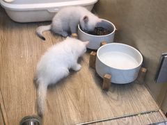 -momokira米努特·德文卷毛猫·棉花面纱犬