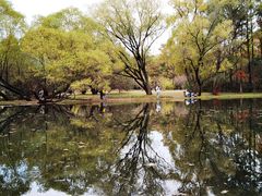 -上海共青森林公园