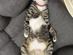 -爱诺耐芙动物医院(万博店)