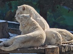 -西霞口神雕山野生动物世界