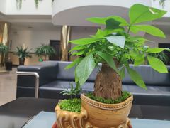 -大起水产回转寿司(道顿堀店)