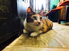 -猫咪博物馆(顶澳仔猫街店)