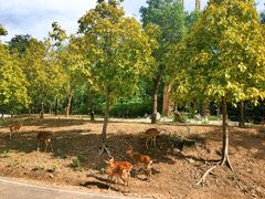 -清迈夜间动物园