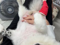 -北京派仕佳德动物医院·超导核磁·CT·神经科·骨科·内外科·急重症管理中心