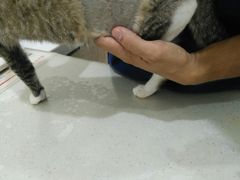 -佩兹宠物医院肿瘤专科·眼科·牙科(黄浦店)