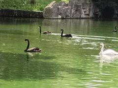 -沈阳森林动物园