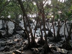 -宝安西湾红树林湿地公园