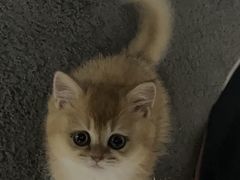 -猫十亿·布偶金渐层·曼基康矮脚猫舍(青年路店)