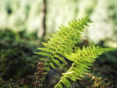 -硗碛藏寨·神木垒景区