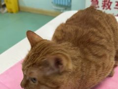 -北京观赏动物医院·24小时大型综合·猫专科·异宠专科