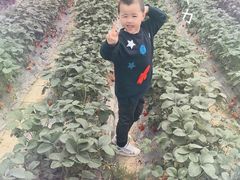 -小鱼草莓采摘园农家乐·小鱼餐厅