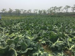 -上海长兴岛郊野公园