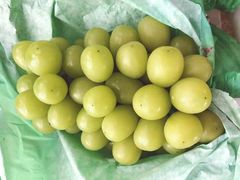 -马陆小张葡萄园农家乐