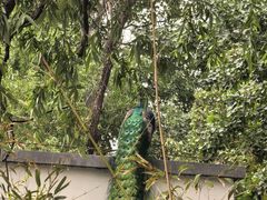 -北京麋鹿生态实验中心