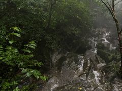 -天目山大树王景区
