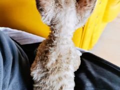 -70cat德文卷毛猫·缅因猫纯种猫舍