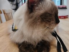 -楼上猫咖(罗湖店)