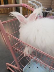 -Moni星球萌宠·小马宝莉·灵蛇·高端高阶全萌宠互动体验俱乐部(红豆国际广场店)