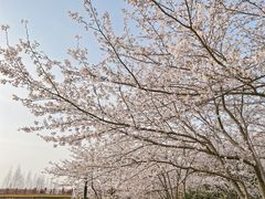 -高东镇樱花园
