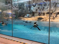 -帝企鹅自助餐厅•儿童岛•真企鹅(长隆企鹅酒店)