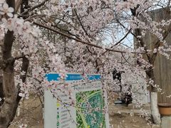 -桃花堤公园