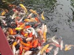 -南湖梦幻岛