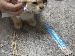 -渲嗳动物医院(异宠·复杂内科转诊中心·玖洲道富华里分院)