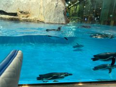 -帝企鹅自助餐厅•儿童岛•真企鹅(长隆企鹅酒店)