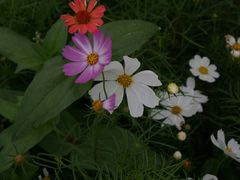 -迪茵湖田家舍生态农场