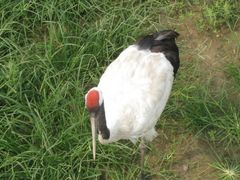 -北京麋鹿生态实验中心
