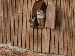 -合肥野生动物园