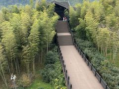 -大唐贡茶院