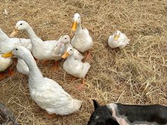 -HERRE·FARM 赫尔露营农场·团建聚会包场