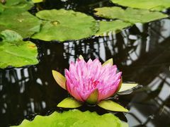-国家植物园