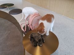 -飞行喵MR PILOT|猫舍·猫咖(静安大融城店)
