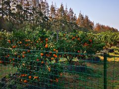 -前小桔亲子创意农场·草莓采摘·露营烧烤