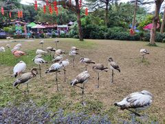 -广州长隆飞鸟乐园