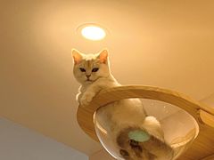 -猫咪派对(江南西店)